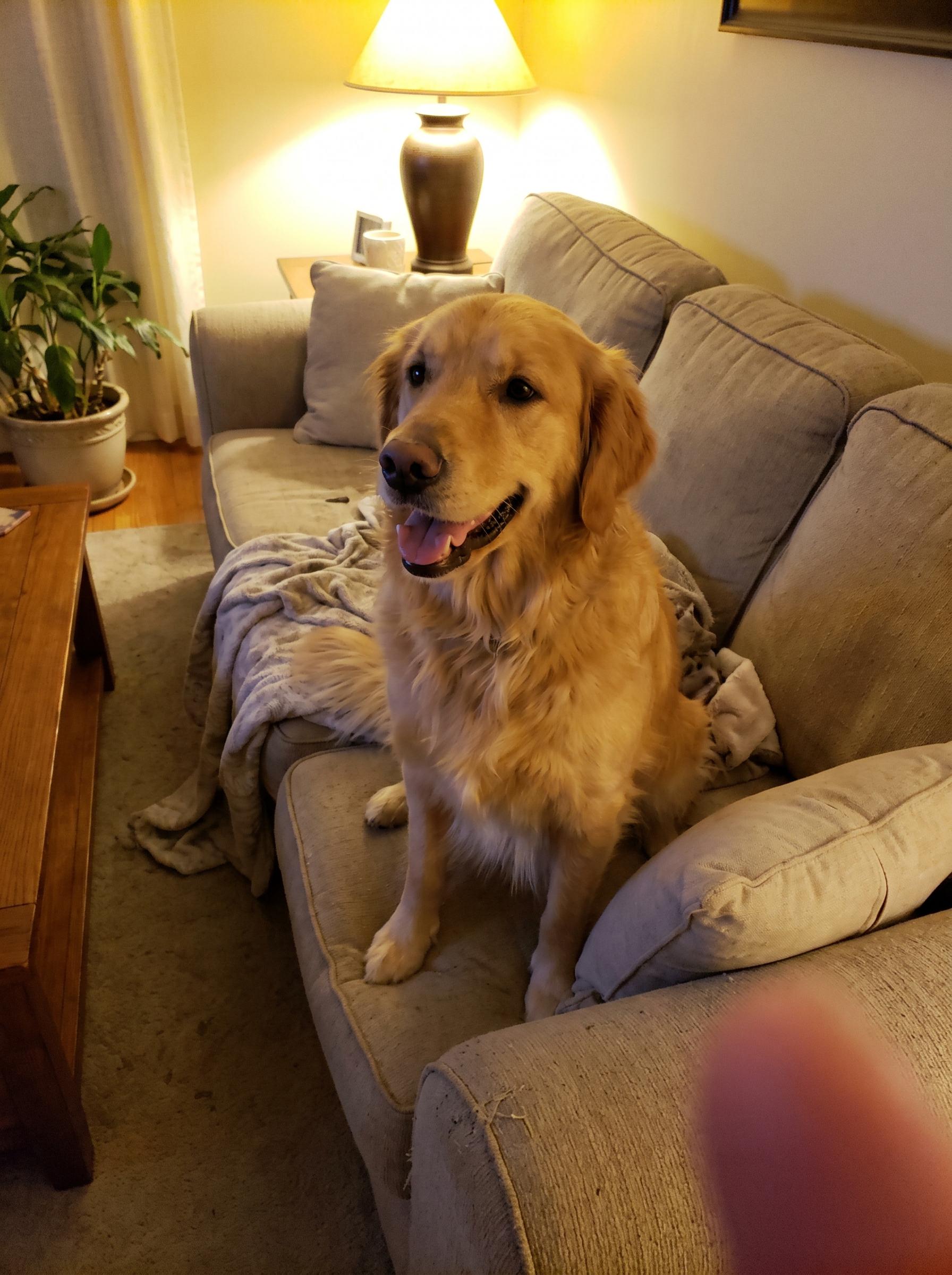 A casual phone photo of a golden retriever resting on a living-room sofa
