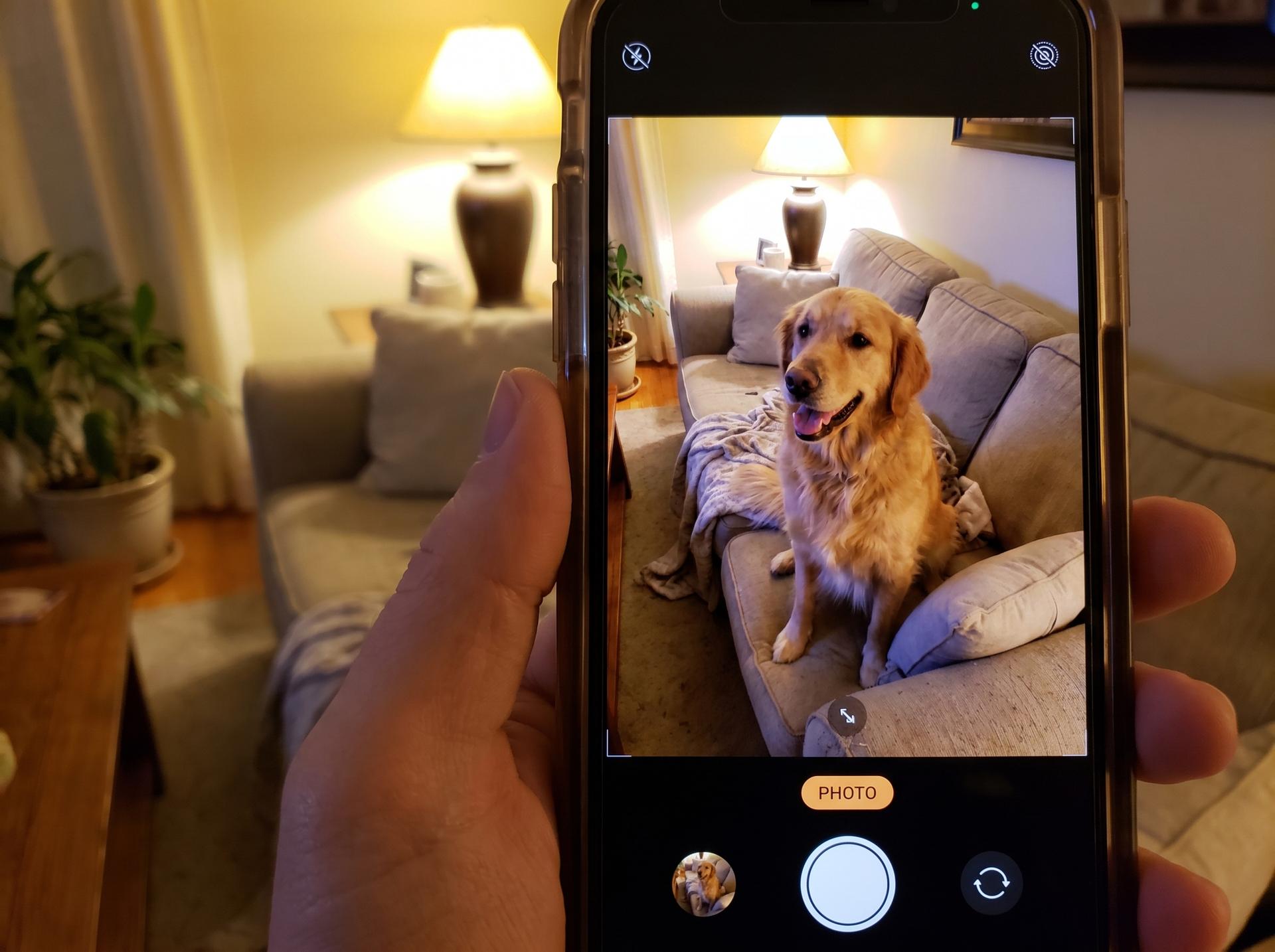A smartphone showing a casual photo of a golden retriever on a sofa