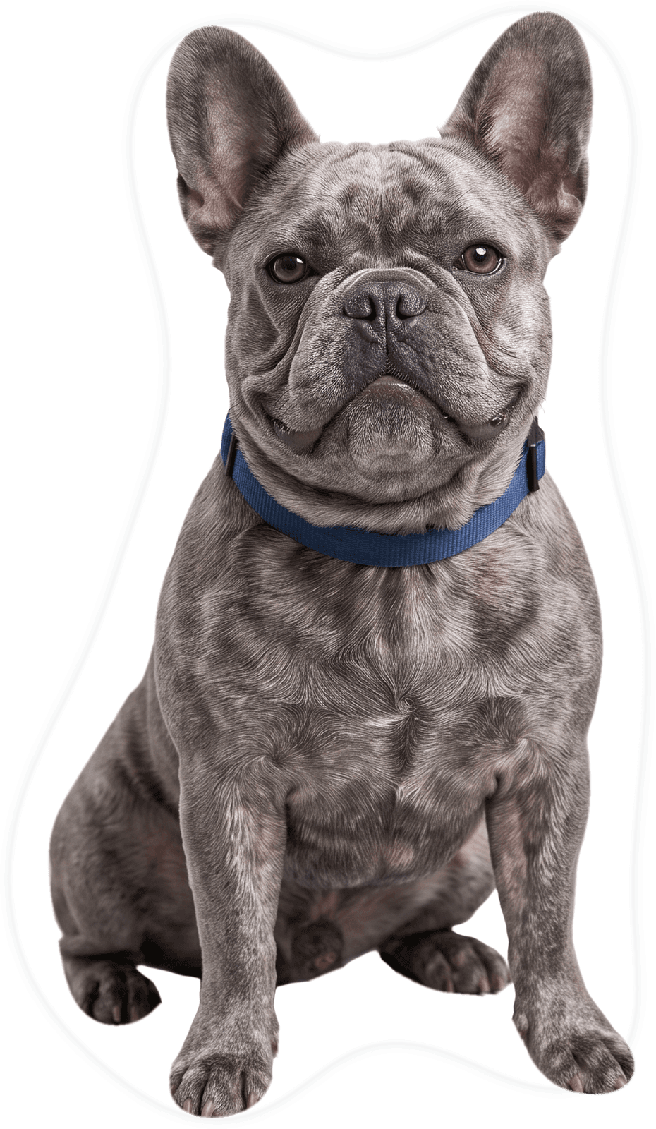 Die-cut photo sticker of a French Bulldog